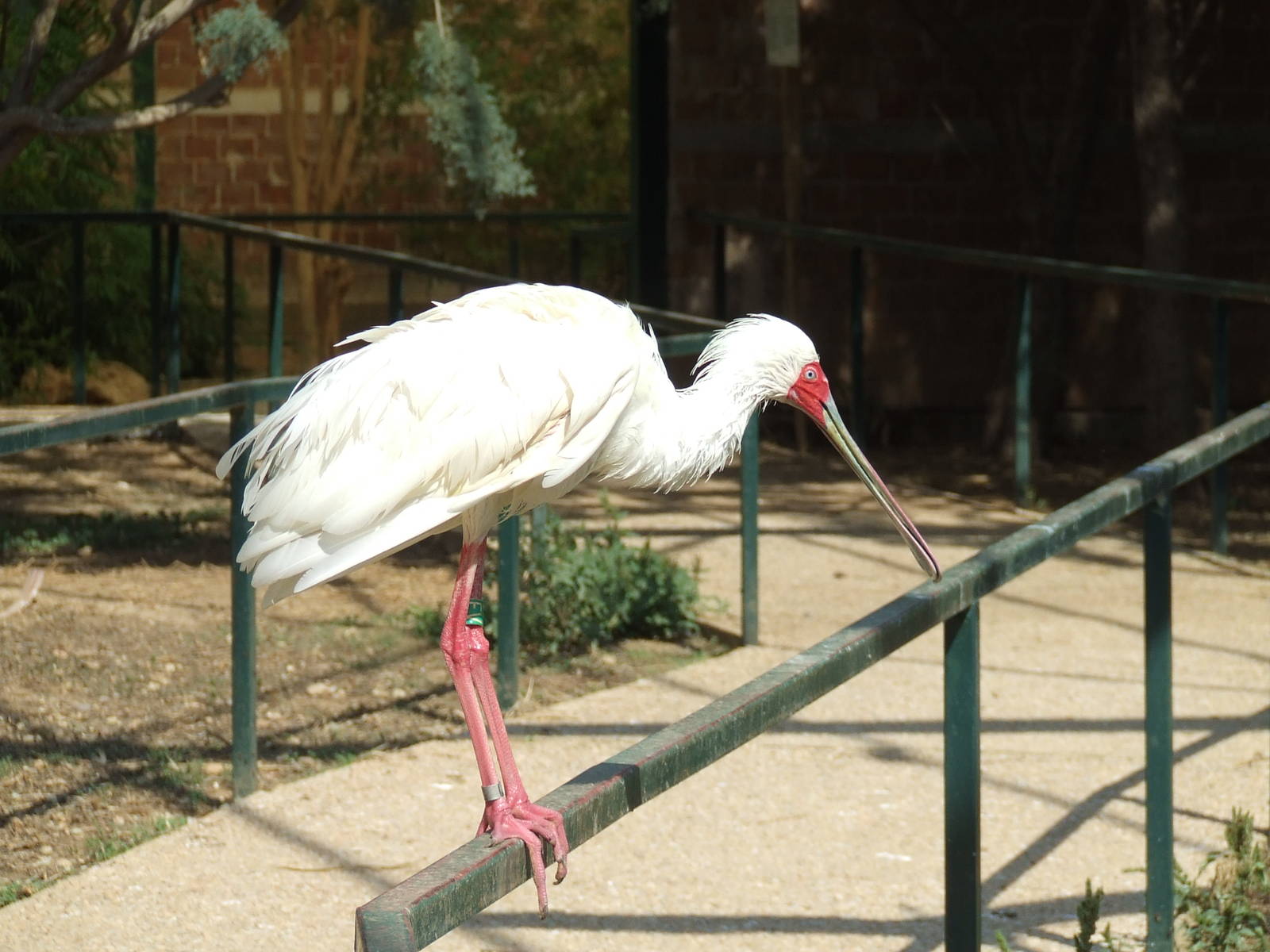 African spoonbill