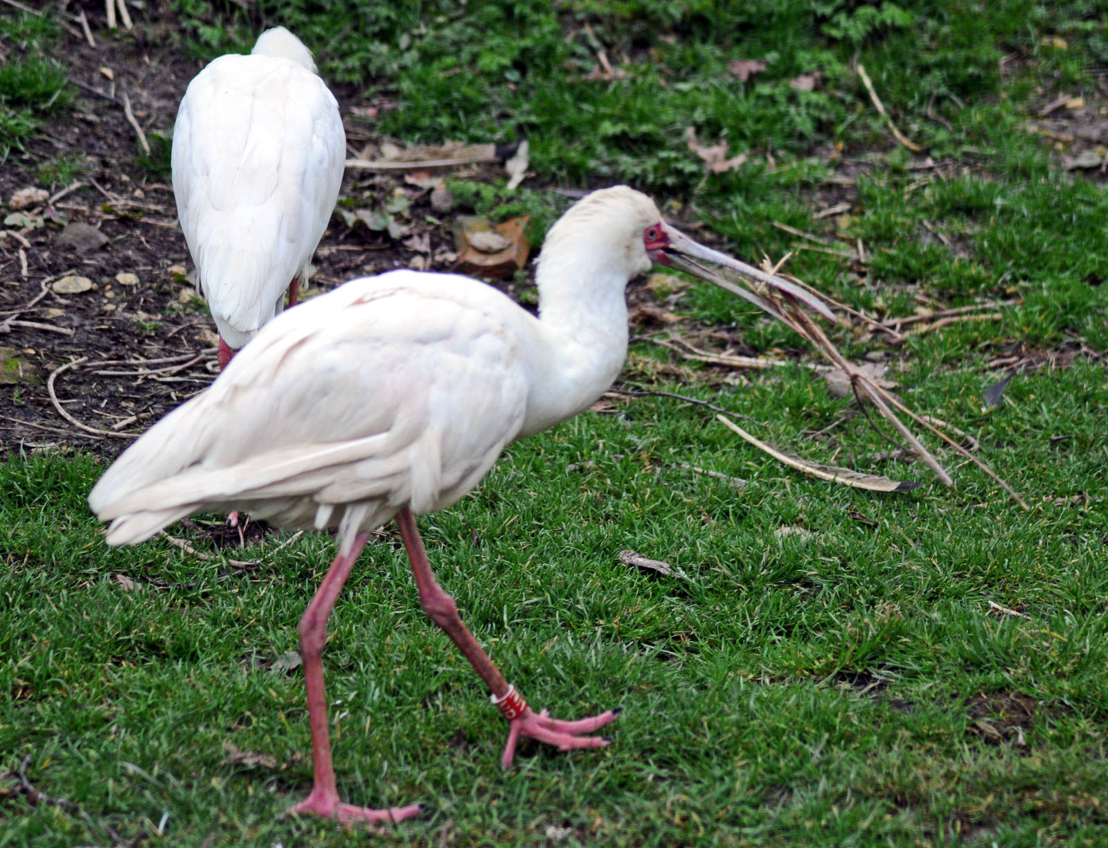 African Spoonbill