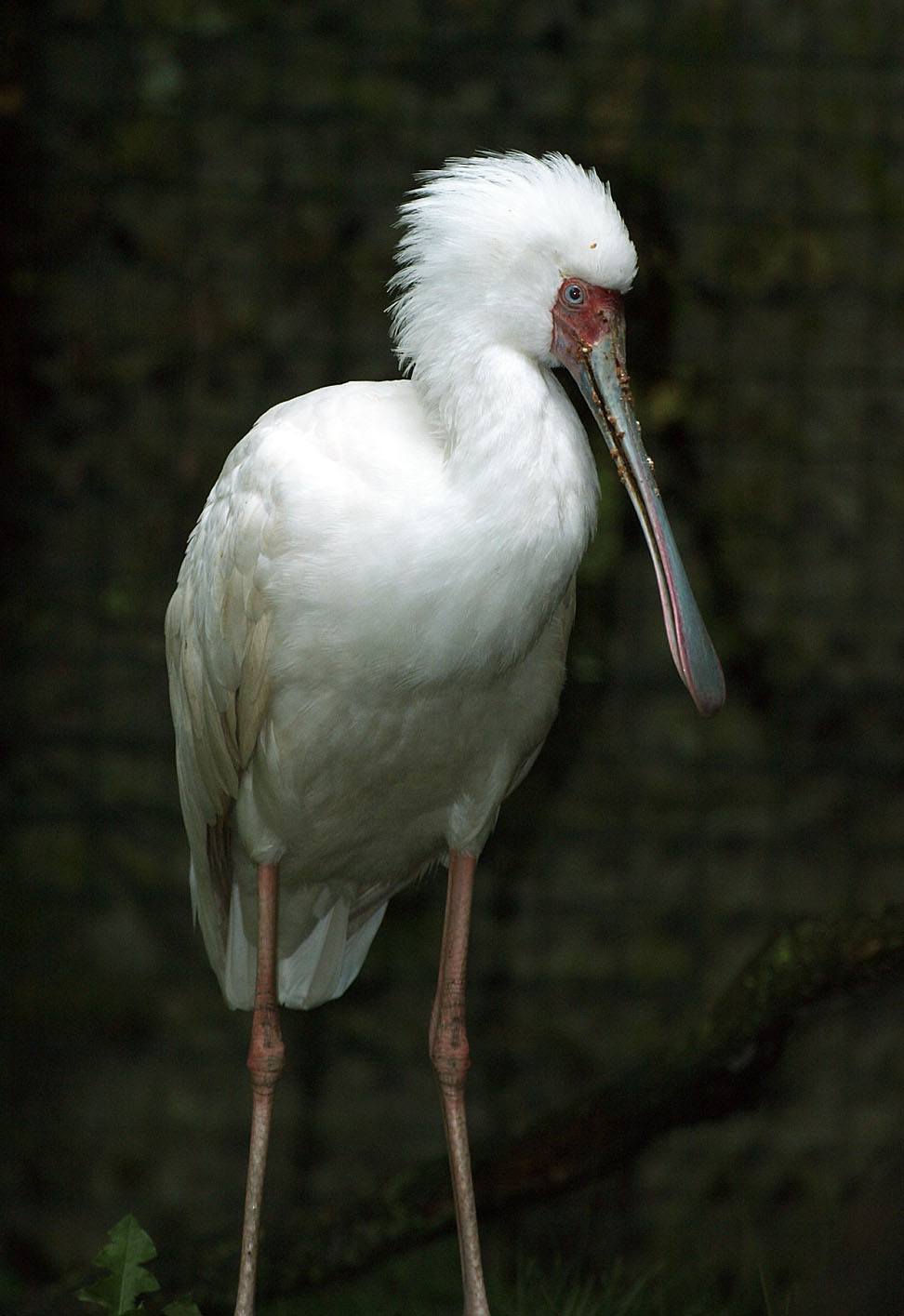African spoonbill