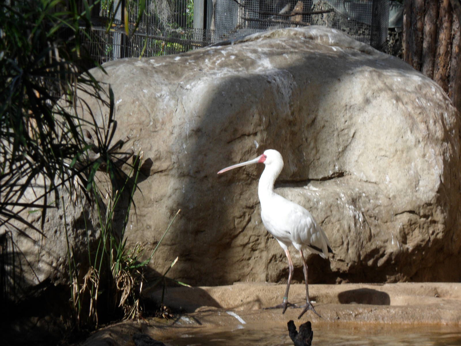 African Spoonbill
