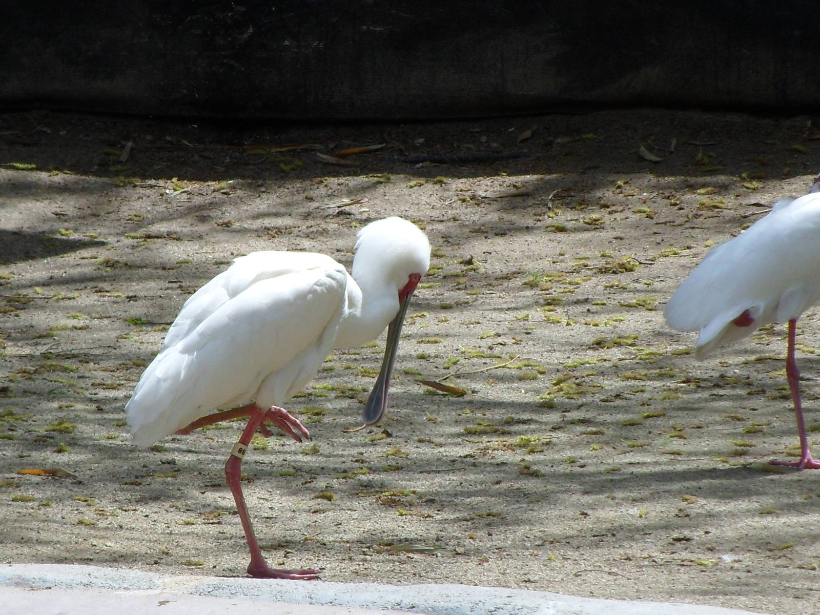 African Spoonbill