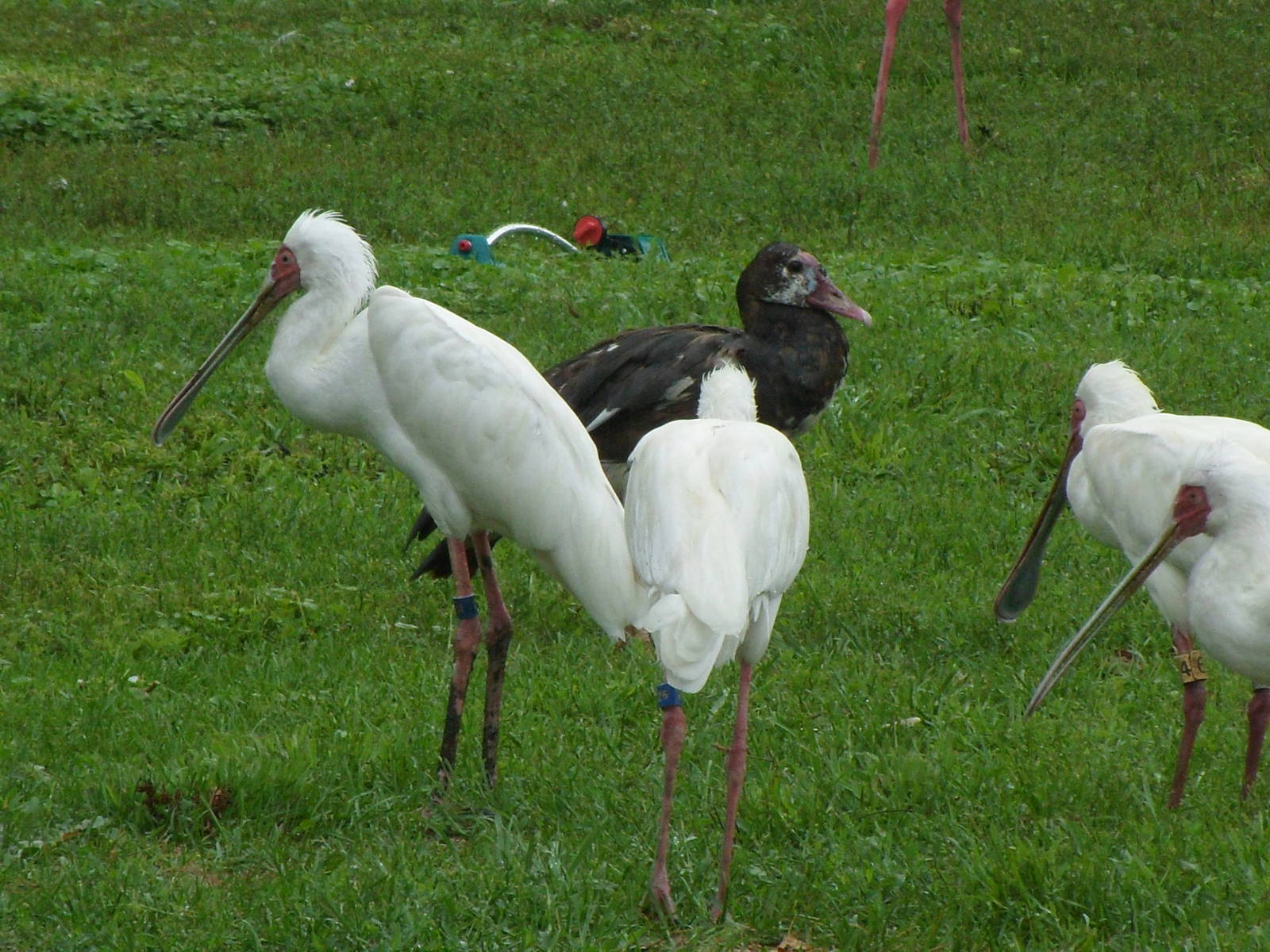 African Spoonbill