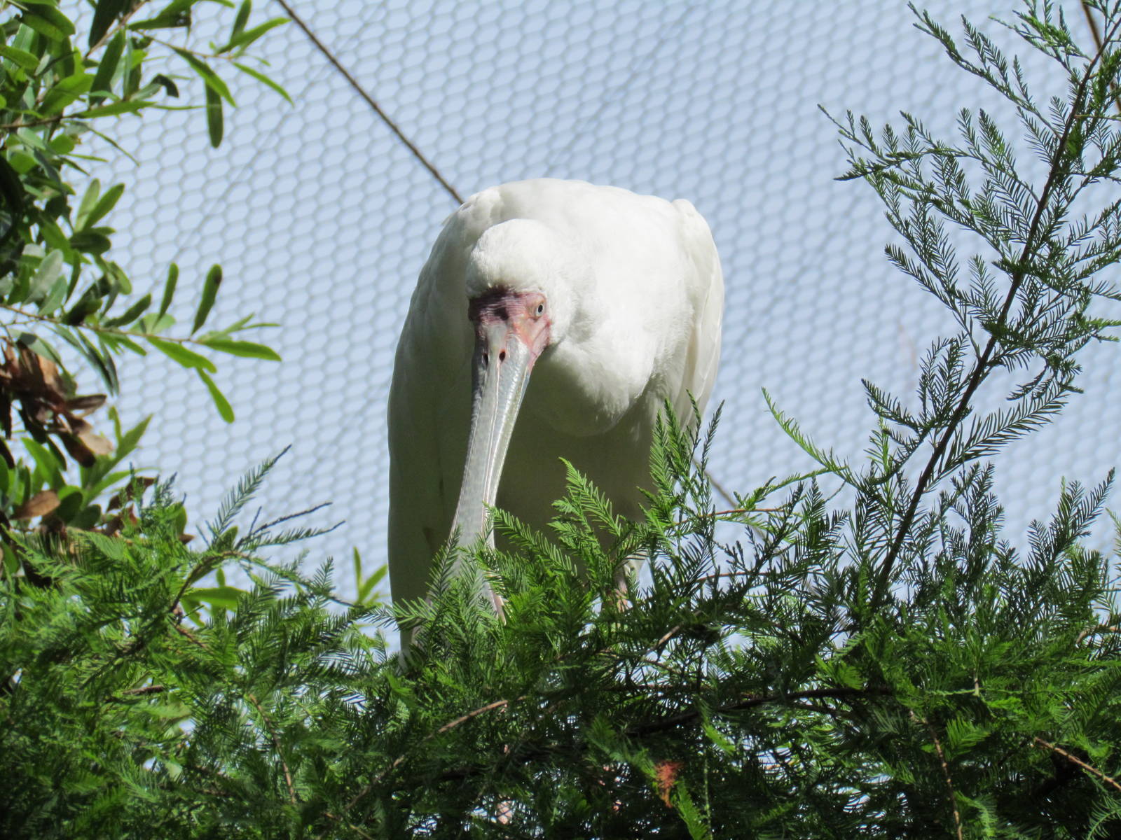 African Spoonbill