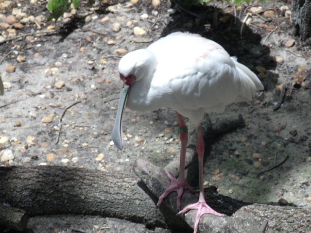 African Spoonbill
