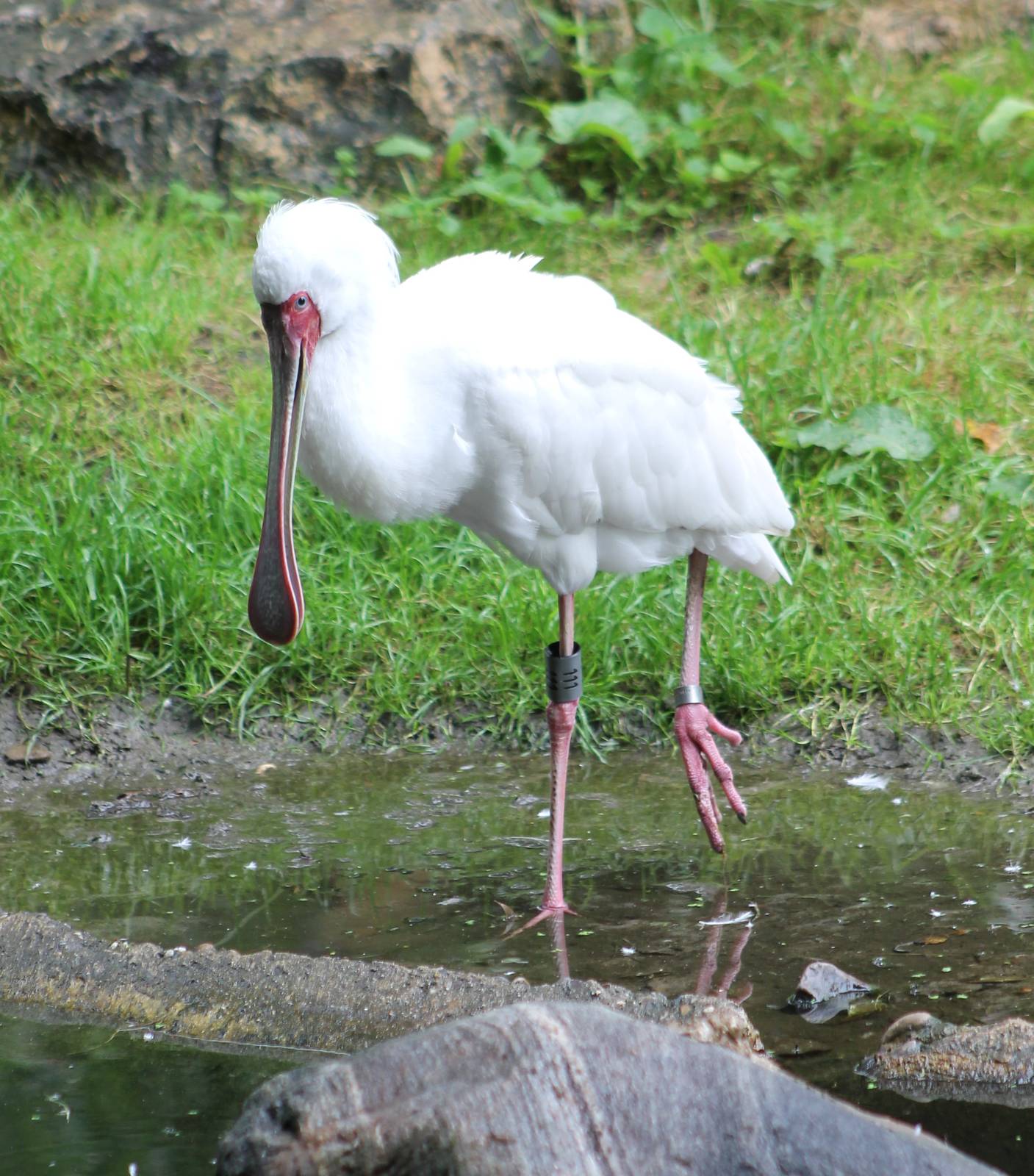 African spoonbill