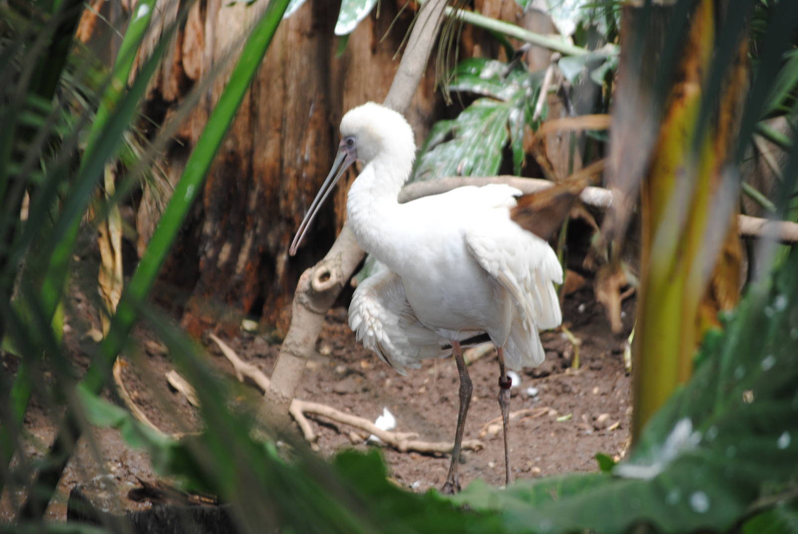 African Spoonbill