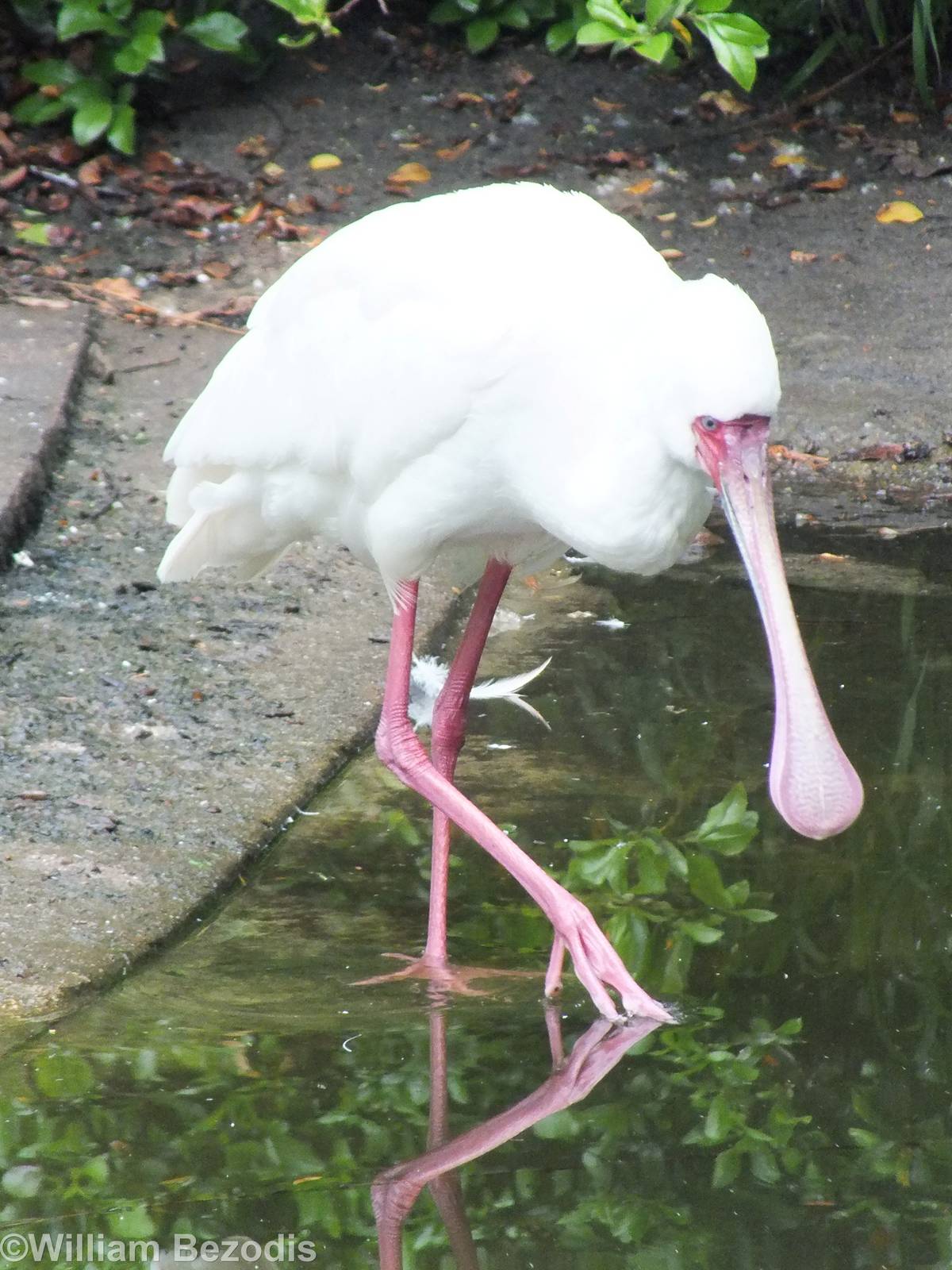 African Spoonbill
