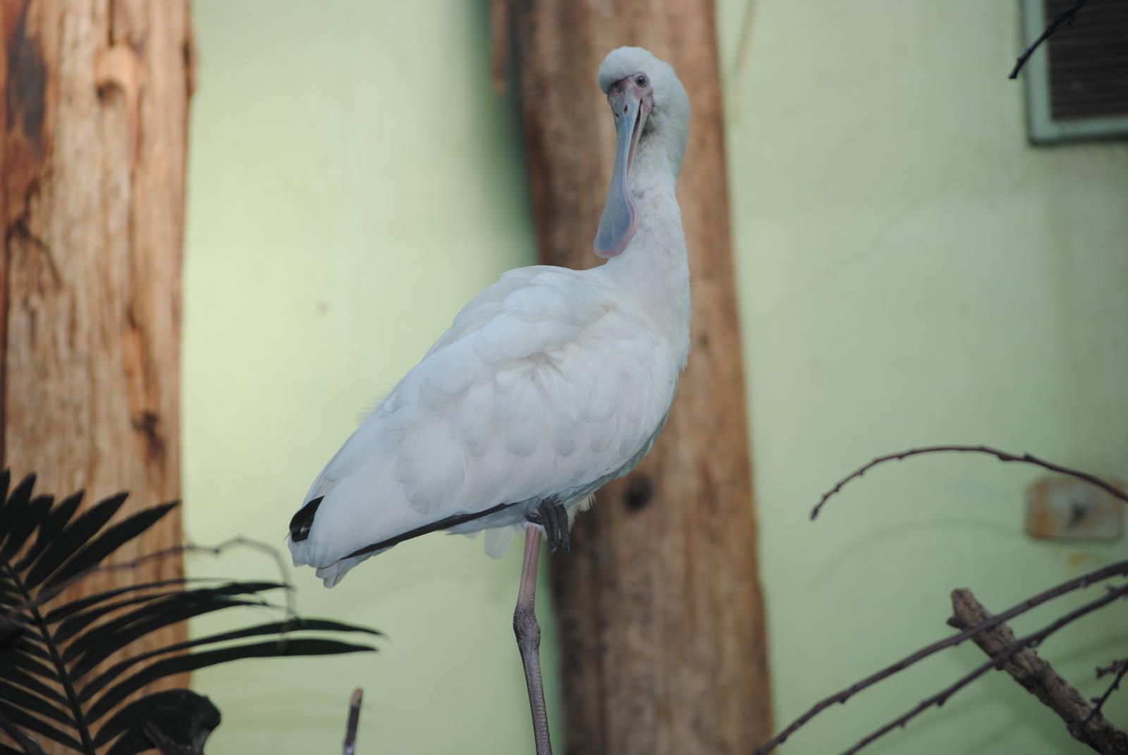 African Spoonbill