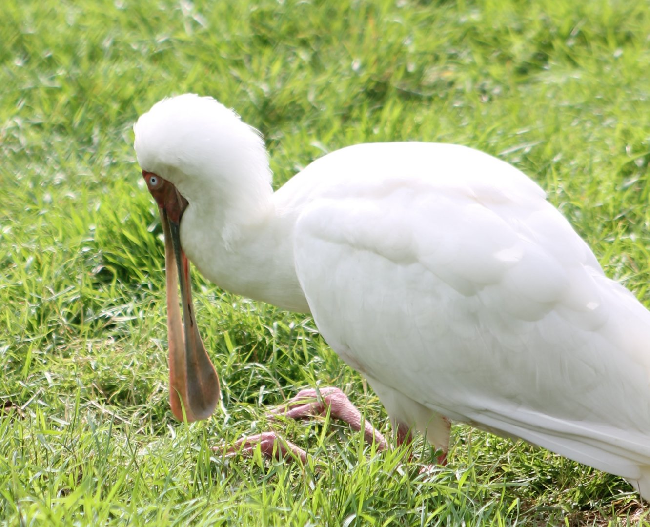 African spoonbill