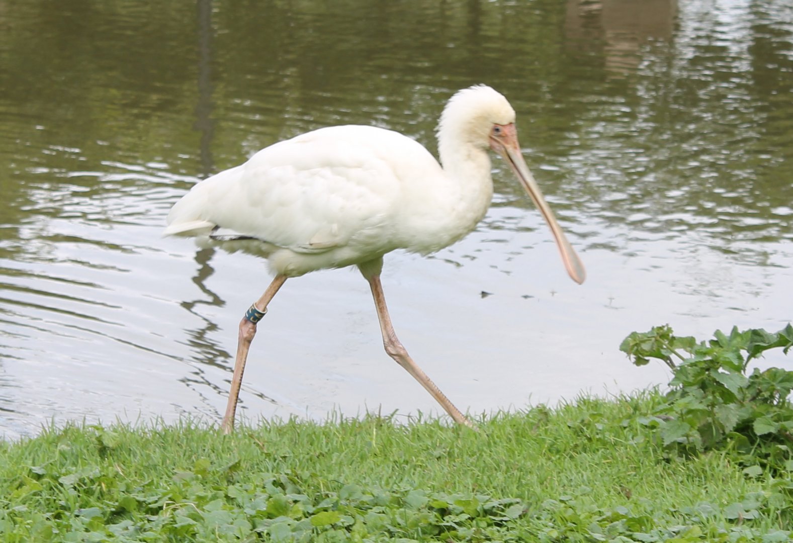 African spoonbill