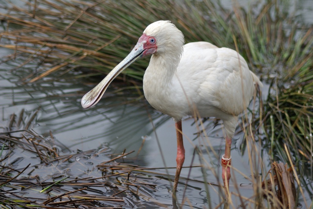 African spoonbill