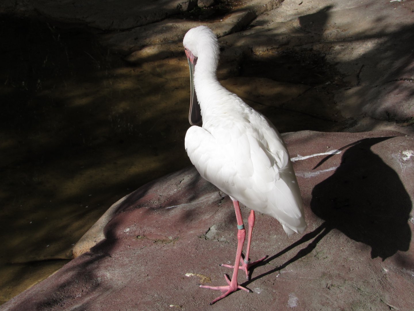 African Spoonbill