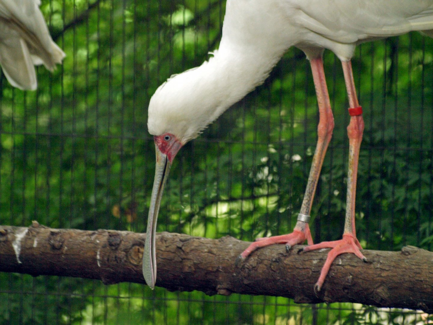 African spoonbill