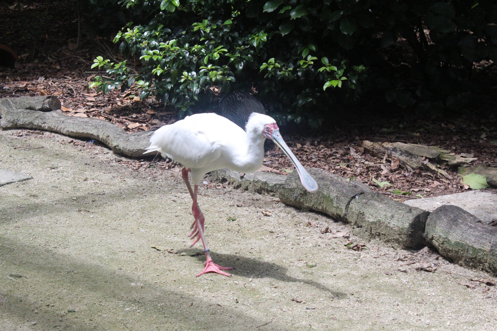 African spoonbill
