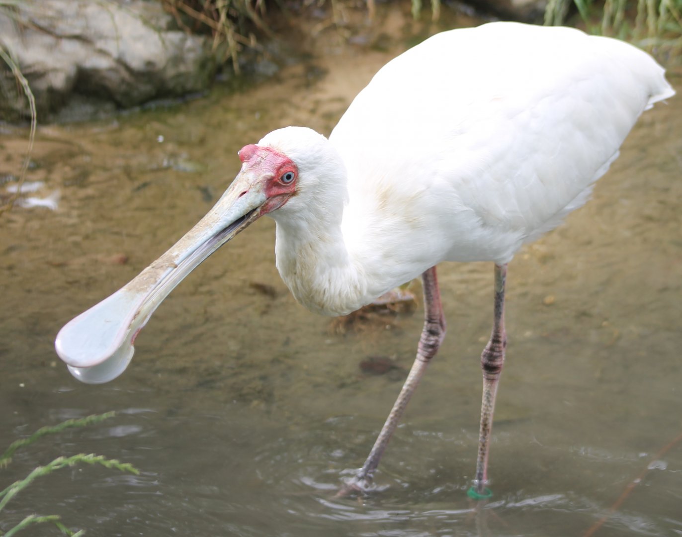 African spoonbill