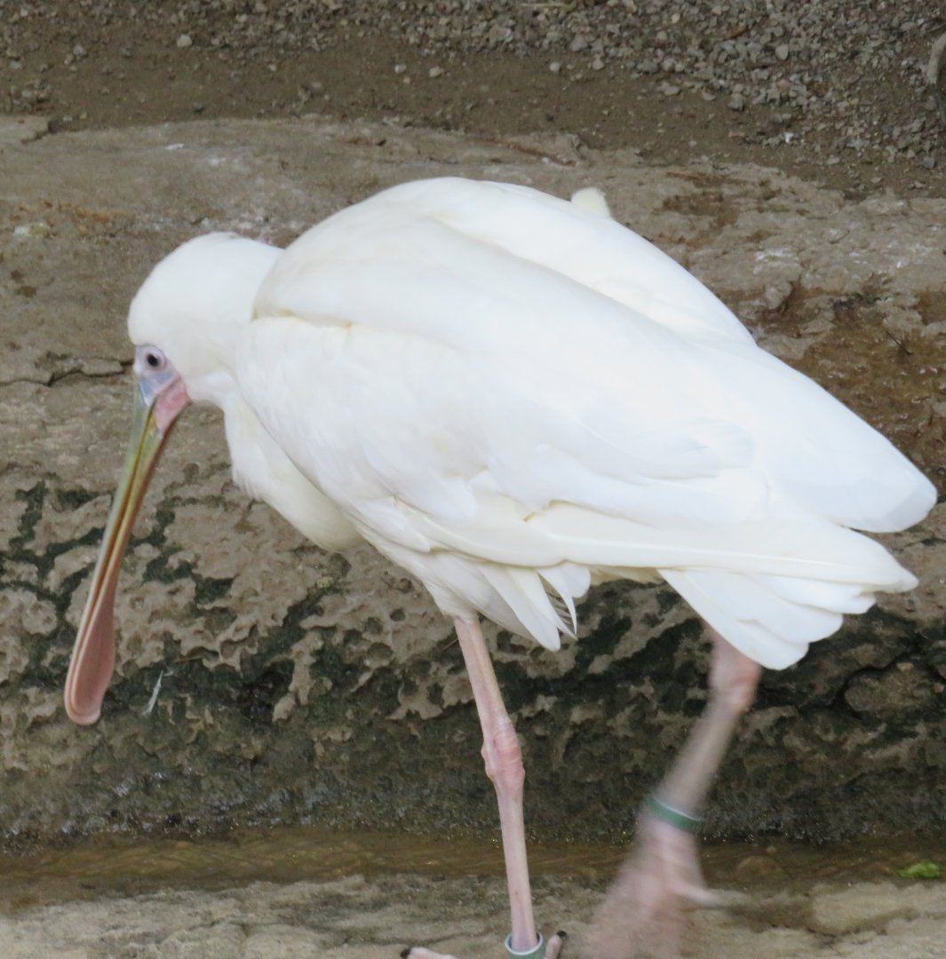 African spoonbill