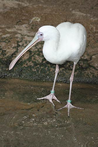 African Spoonbill