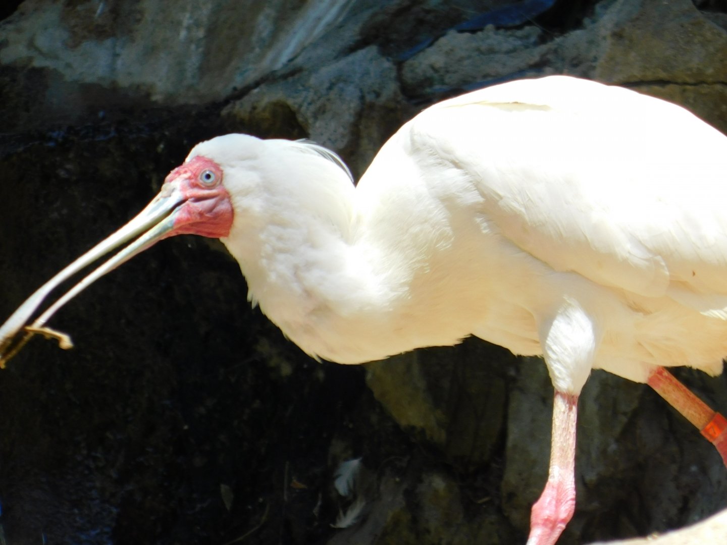 African Spoonbill