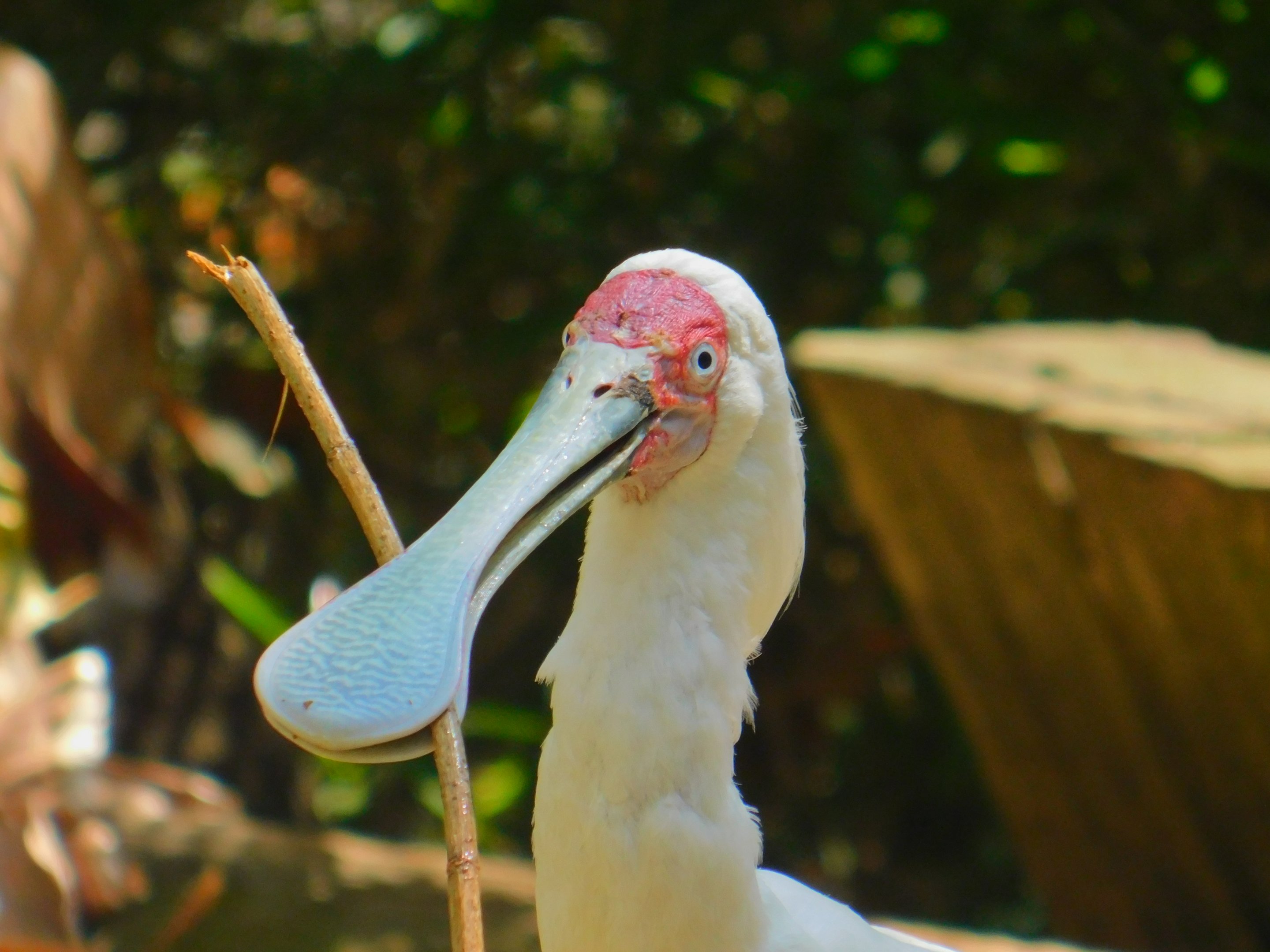 African Spoonbill