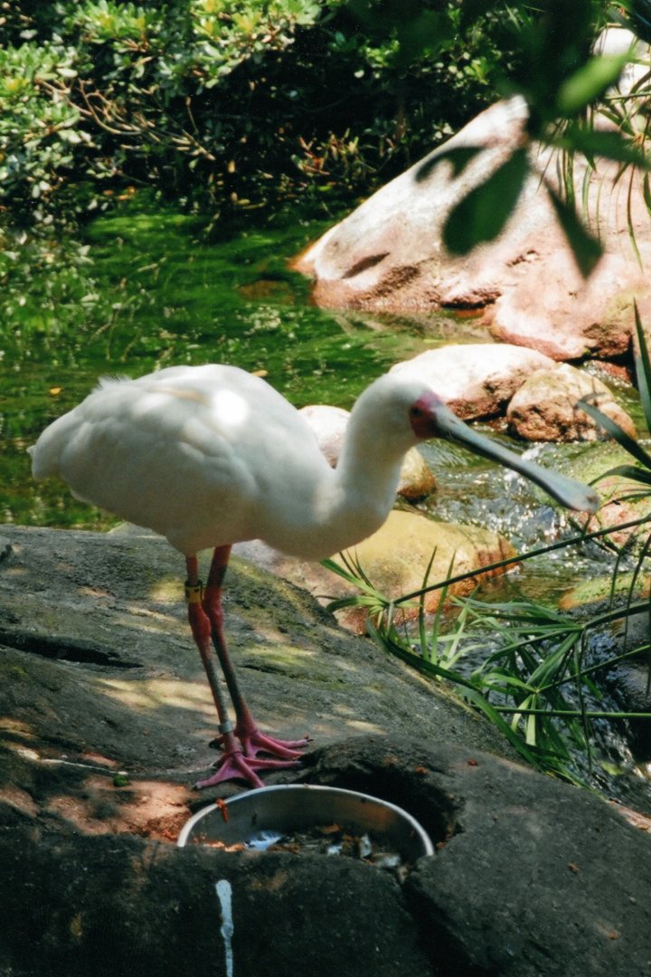 African Spoonbill
