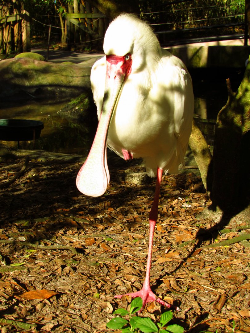 African Spoonbill