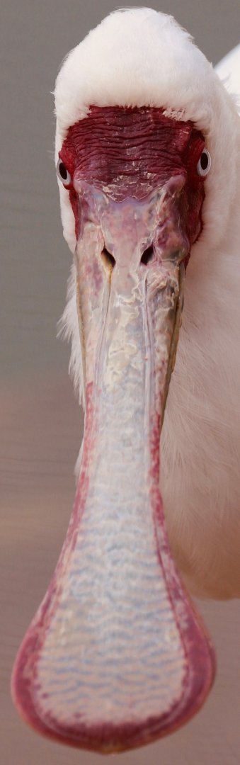 African Spoonbill