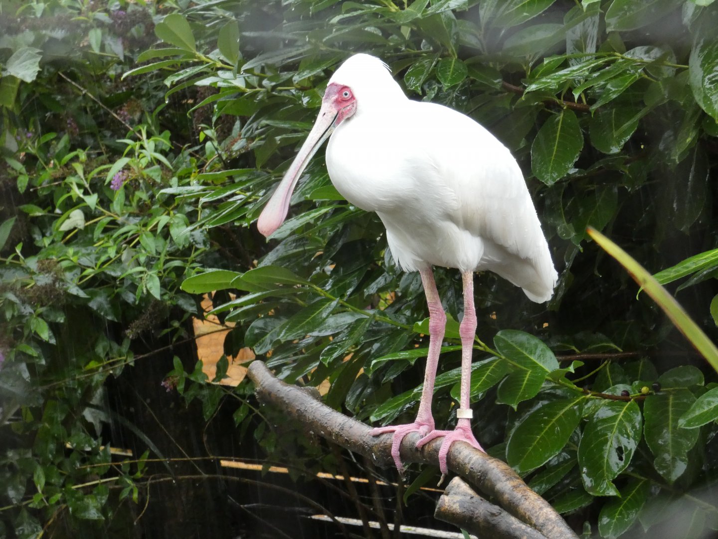 African Spoonbill