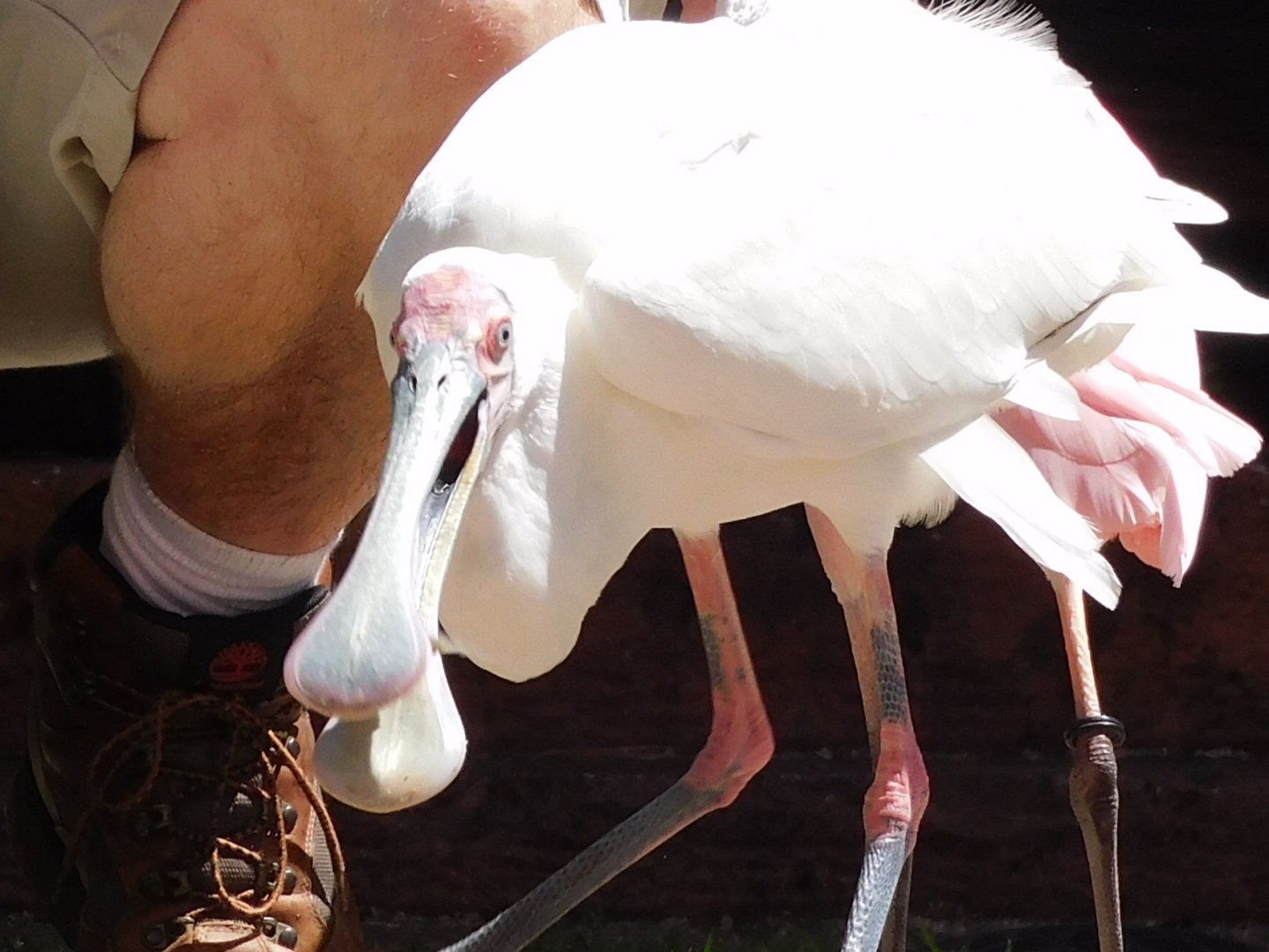 African spoonbill
