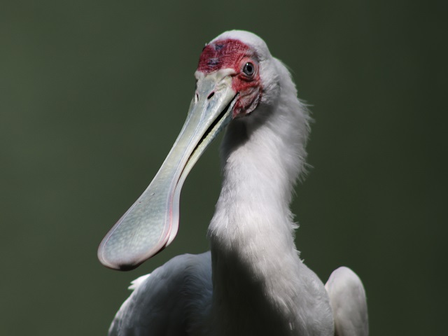 African Spoonbill