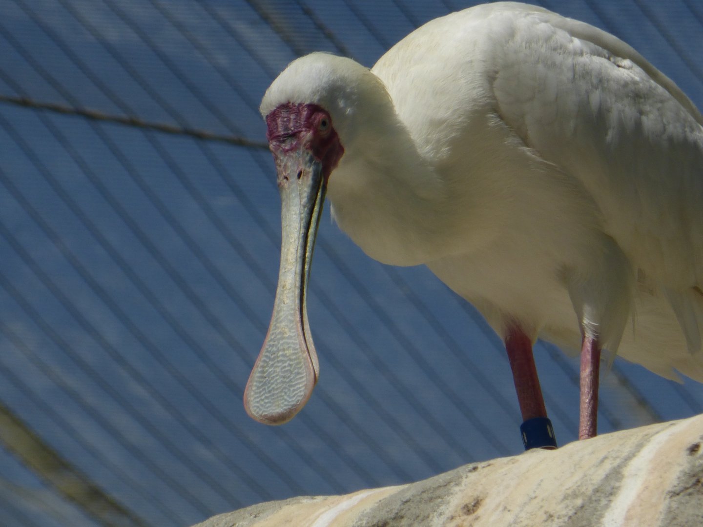 African spoonbill