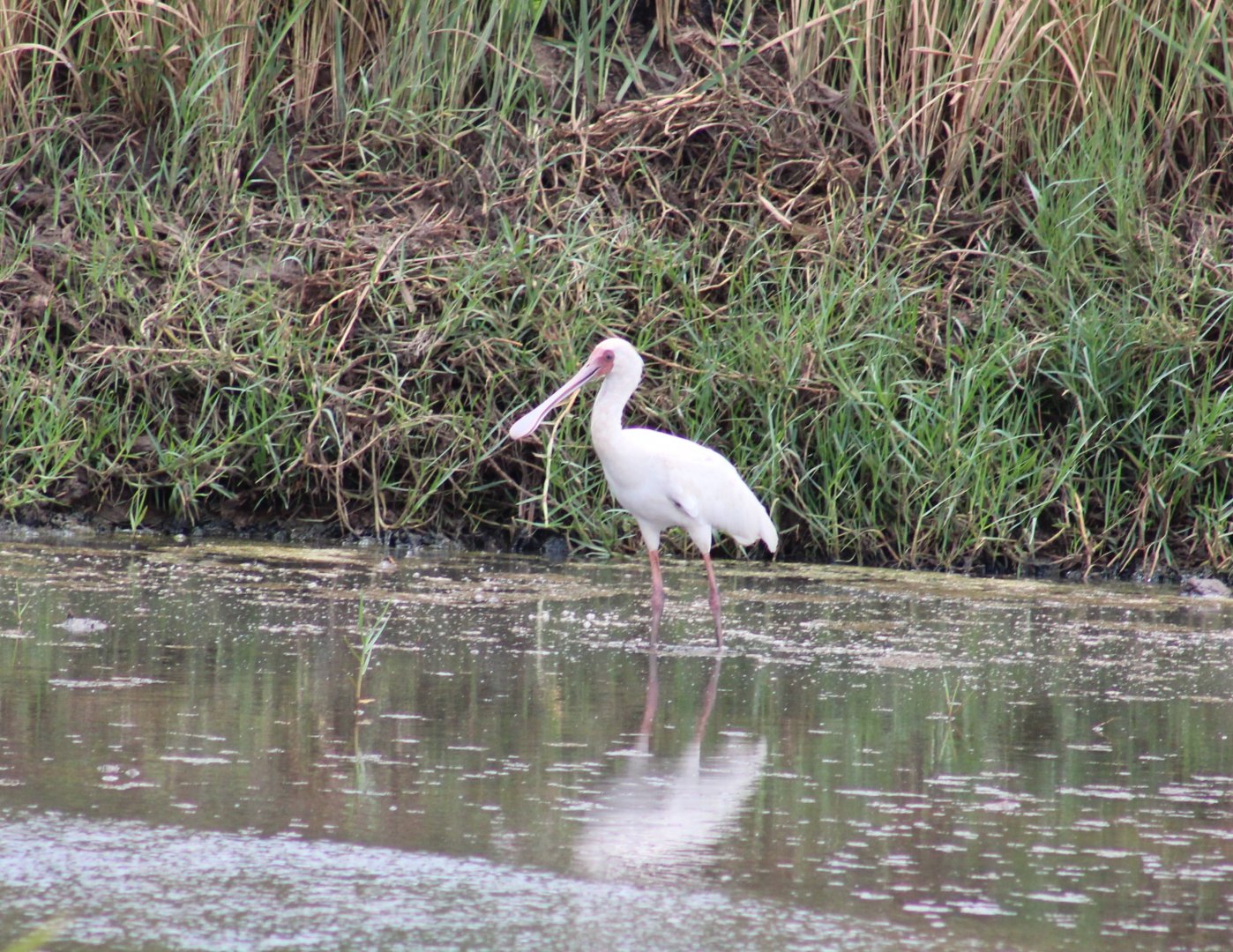 African spoonbill