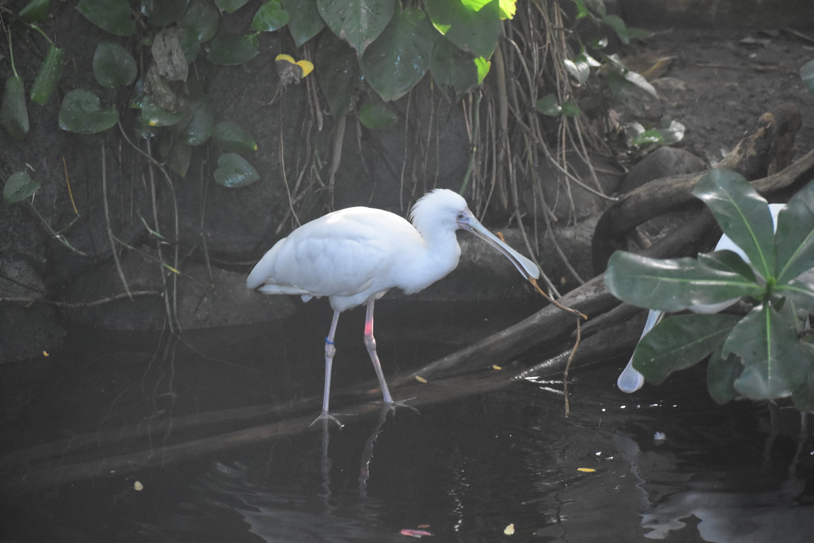 African Spoonbill
