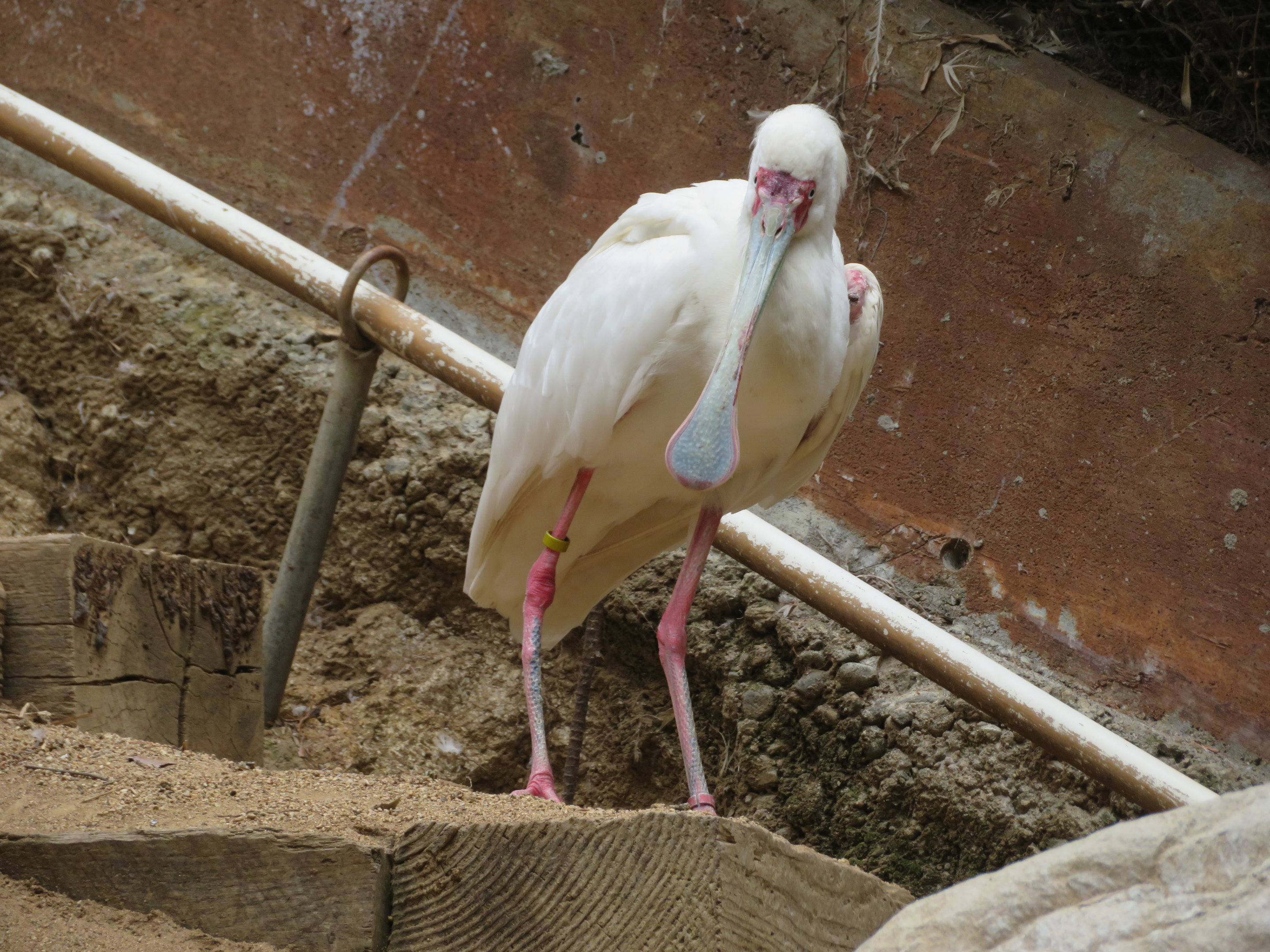 African Spoonbill