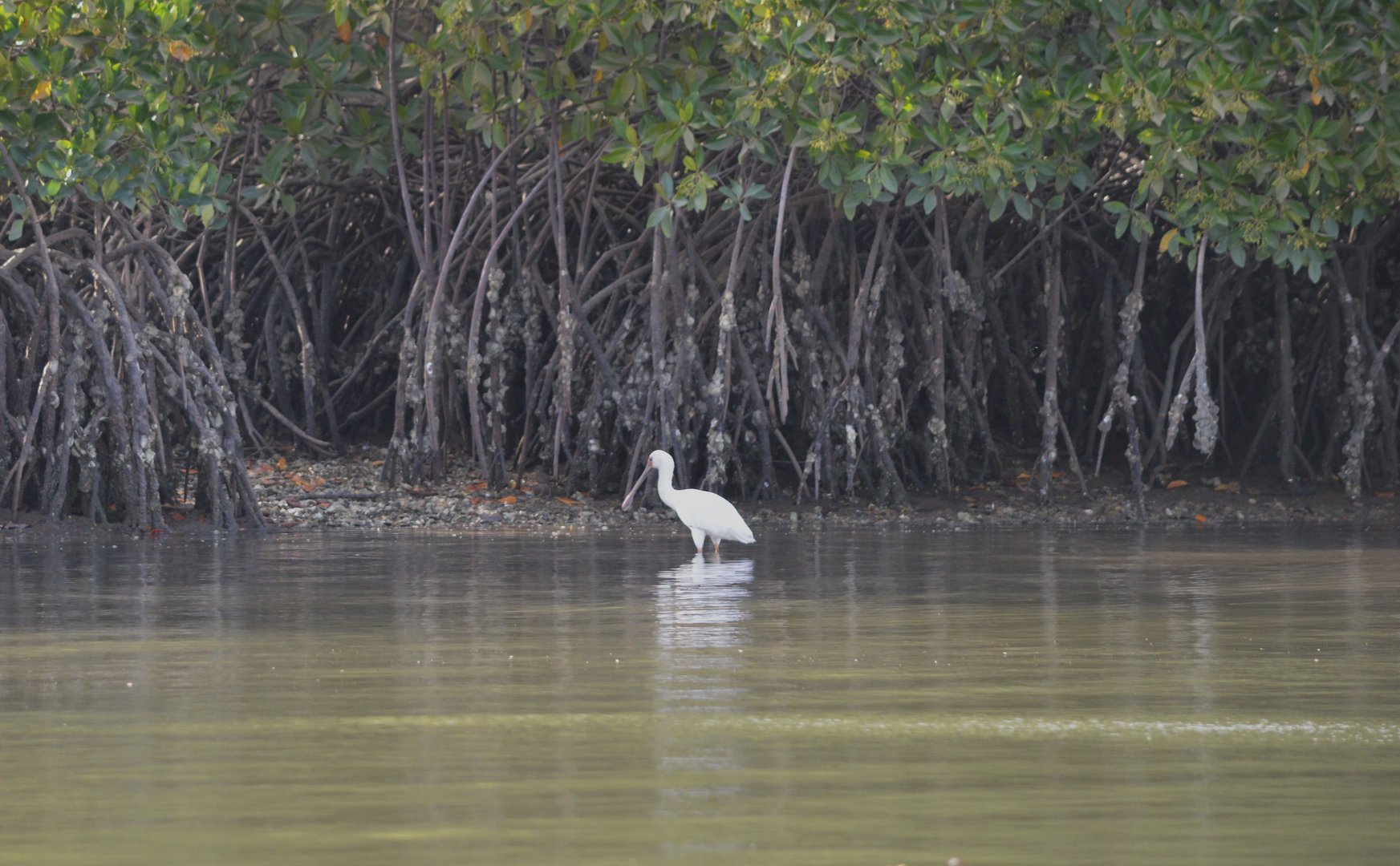 African Spoonbill