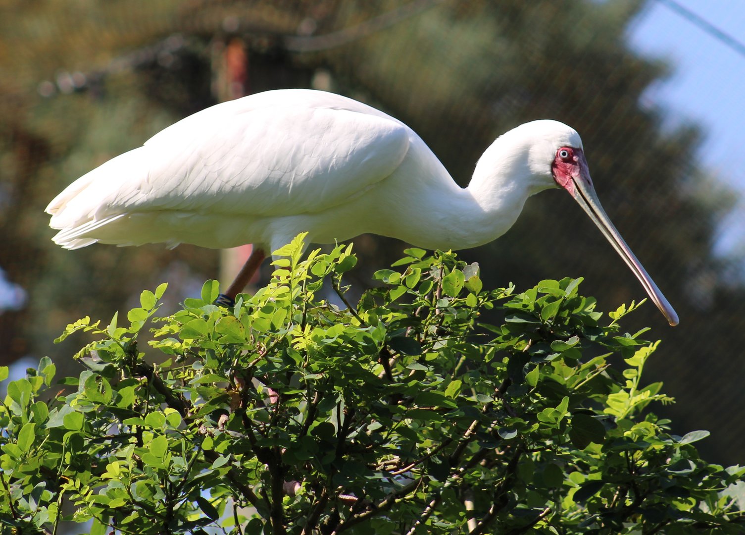 African spoonbill