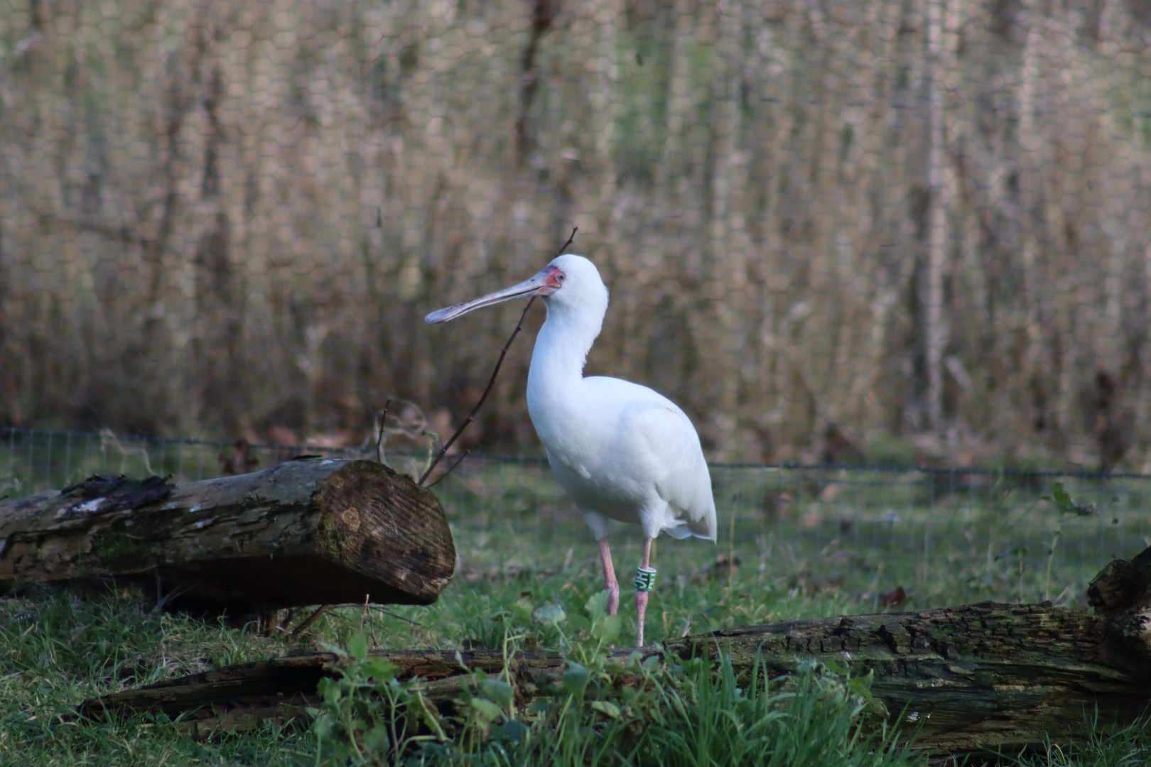 African Spoonbill