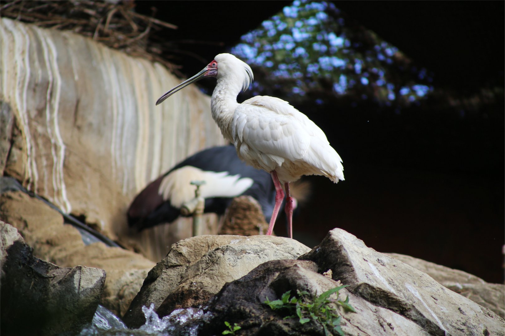 African Spoonbill