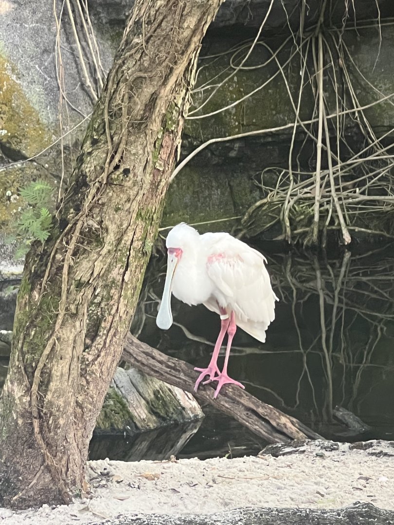African Spoonbill