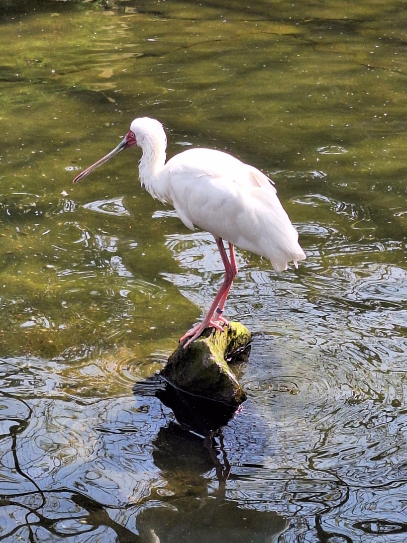 African Spoonbill