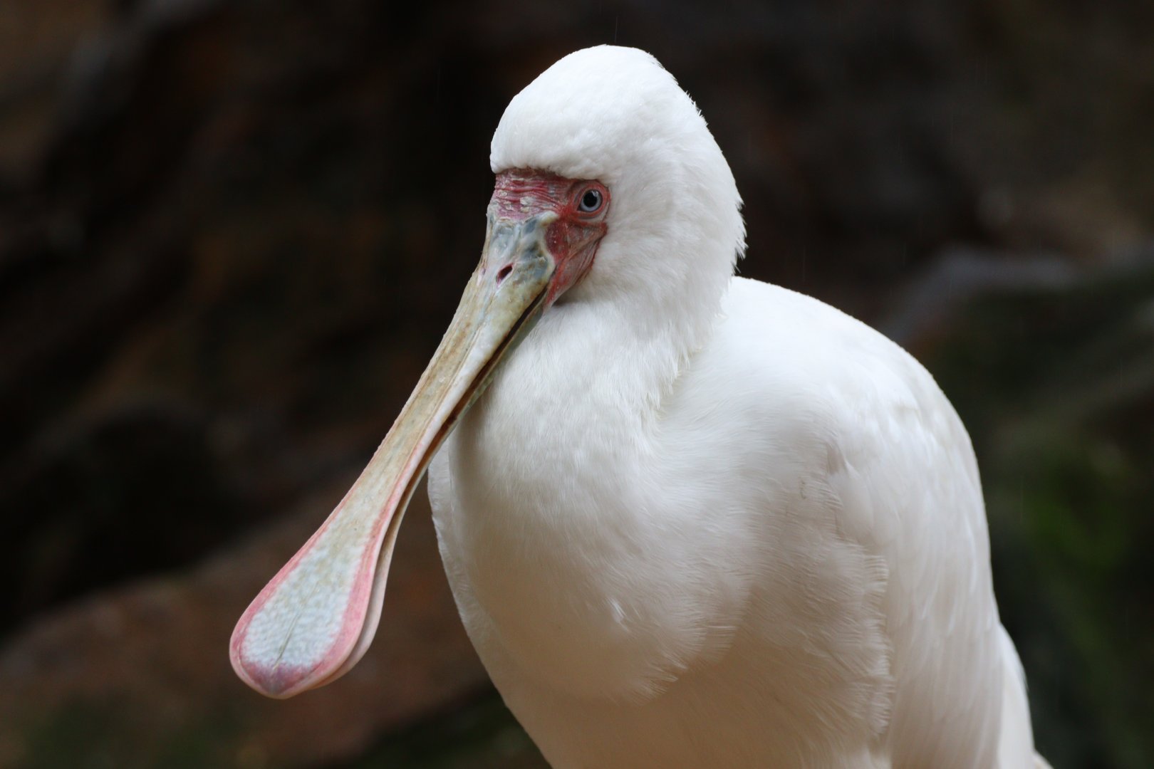 African Spoonbill