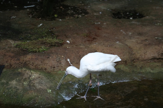 African Spoonbill