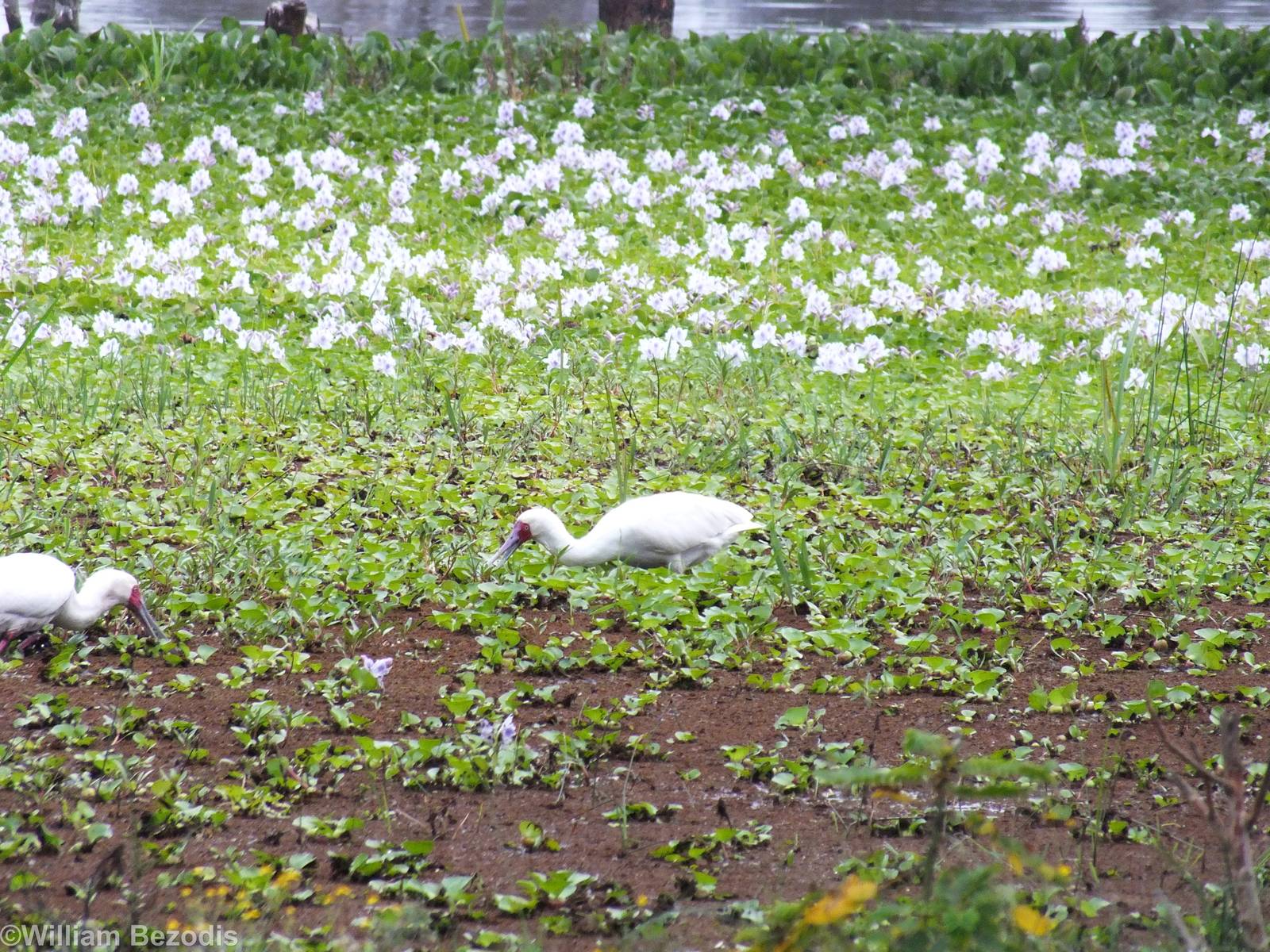 African Spoonbills and Water Hyacinth - Lake Naivasha