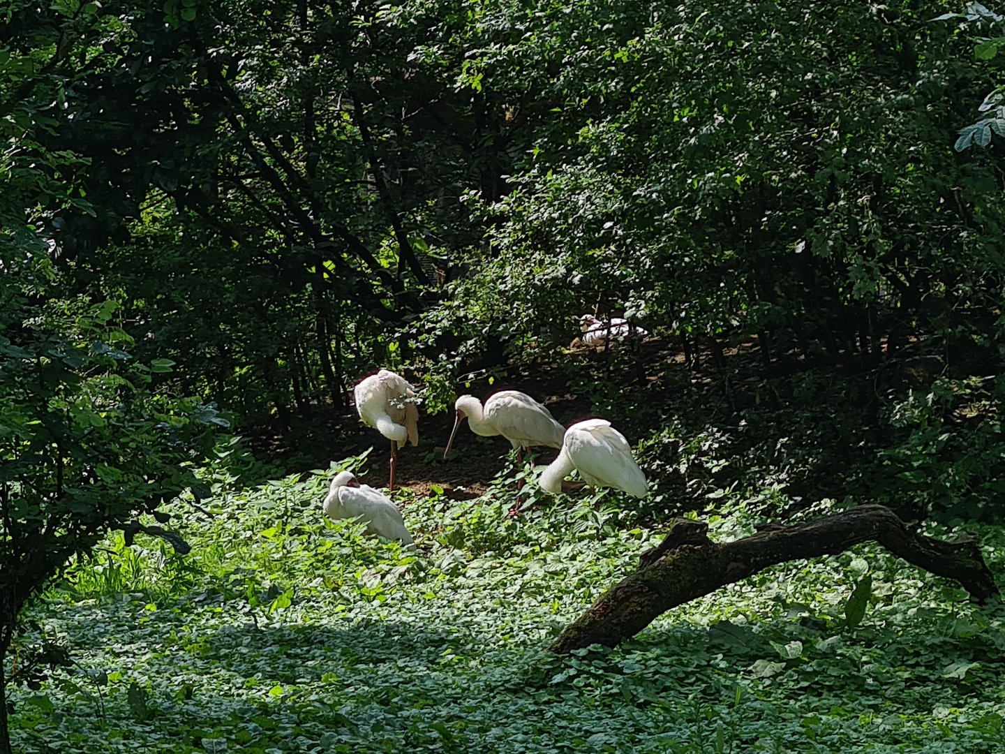 African spoonbills in Africa aviary