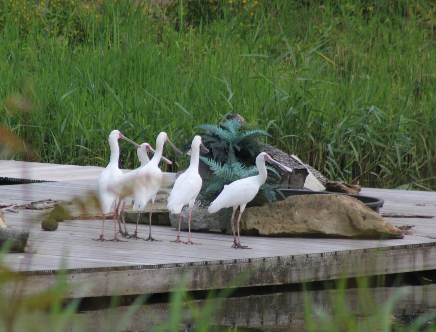 African spoonbills - part of the Bird-show