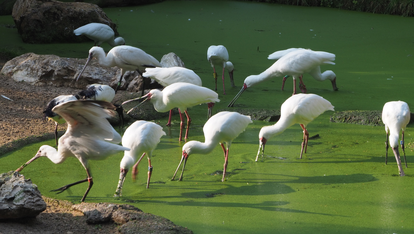 African spoonbills (Platalea alba), 2020-09-16