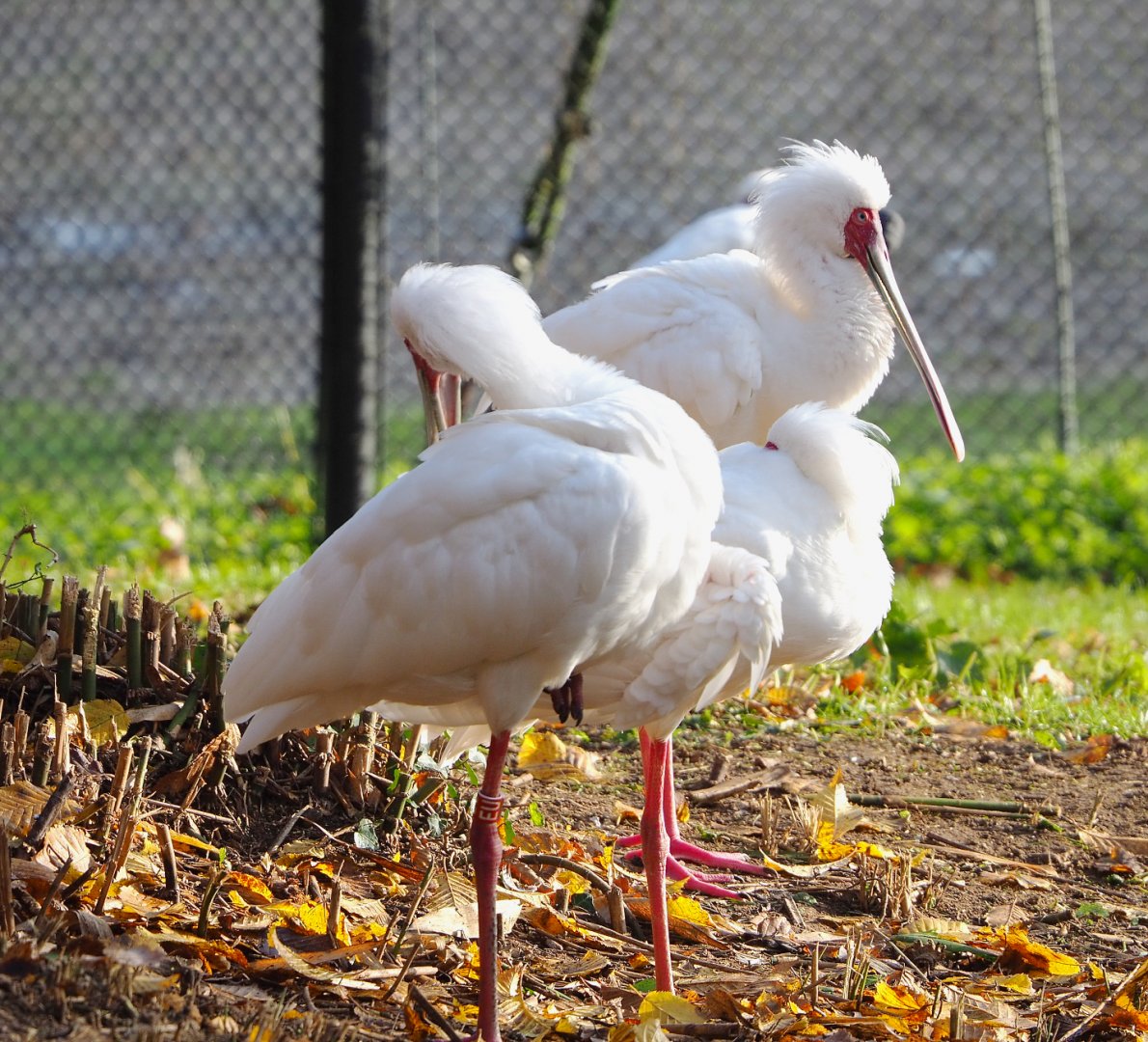 African spoonbills (Platalea alba), 2021-11-23