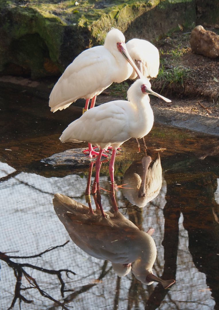 African spoonbills (Platalea alba), 2021-12-22