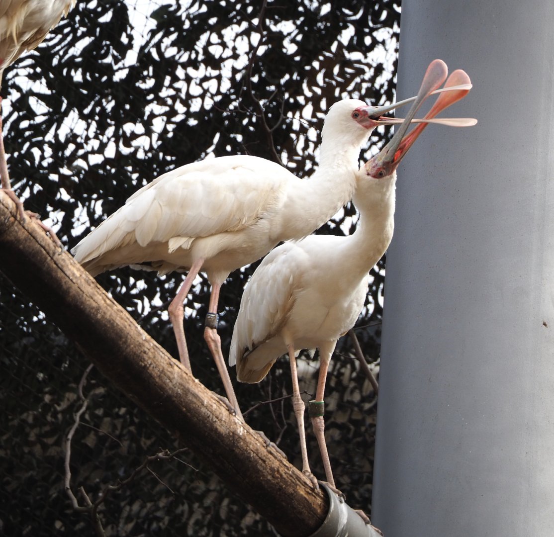 African spoonbills (Platalea alba), 2022-03-16