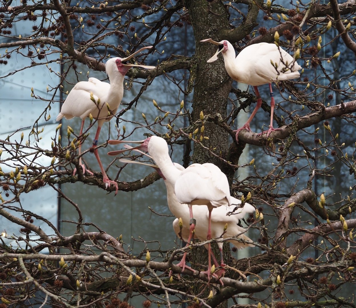 African spoonbills (Platalea alba), 2024-03-09
