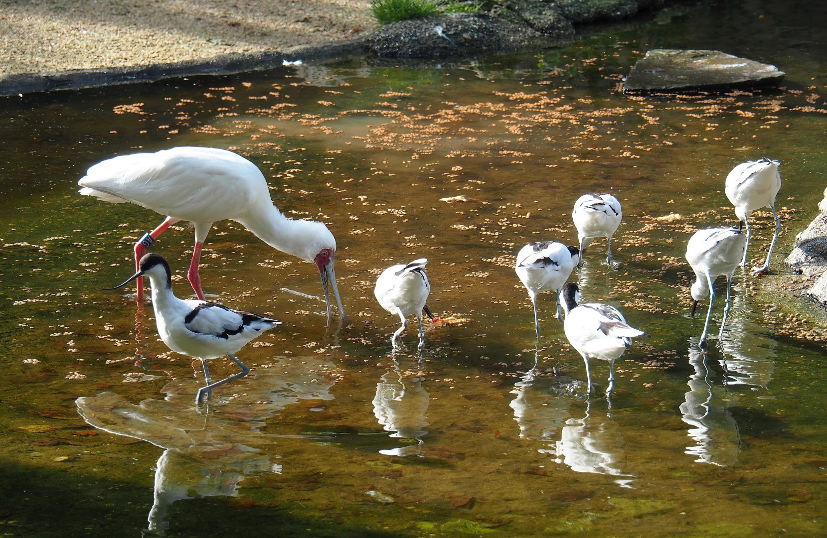 African spoonbills (Platalea alba) and Pied avocets (Recurvirostra avosetta), 2023-09-19